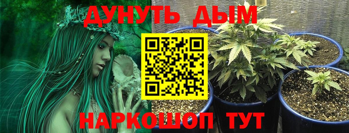 Каннабис планчик Сегежа